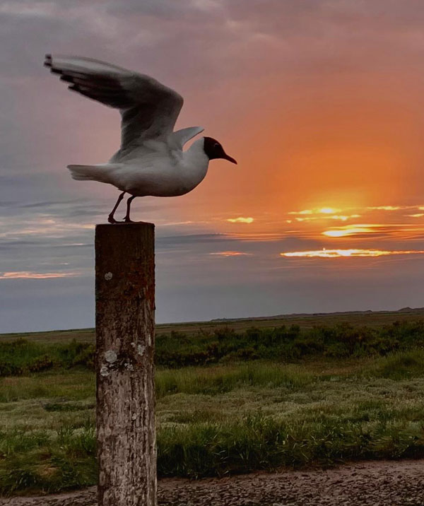 Nigel Tyas ironwork Our Environment